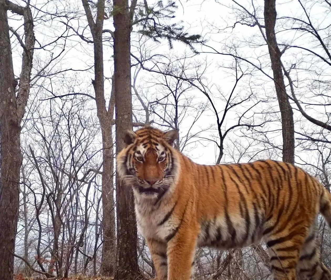 Тигра с &quotбровями-полосками&quot поймала фотоловушка tg-канал (18+) svodka25