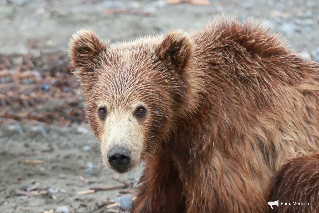 Медведь, тематическая фотография Игорь Чёрный, ИА MagadanMedia.ru