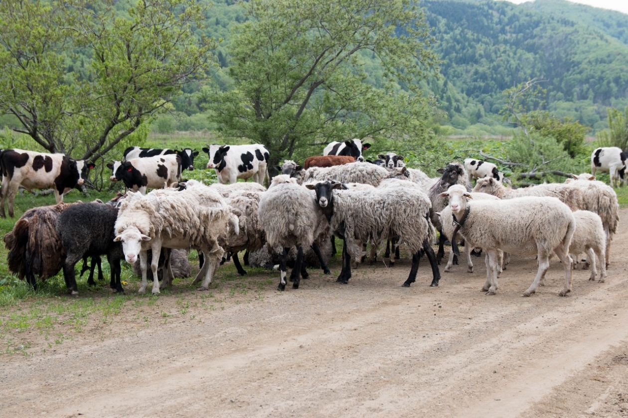 Главу организации будут судить за хищение при поставке шерсти на Ставрополье Денис Таушканов, ИА SakhalinMedia