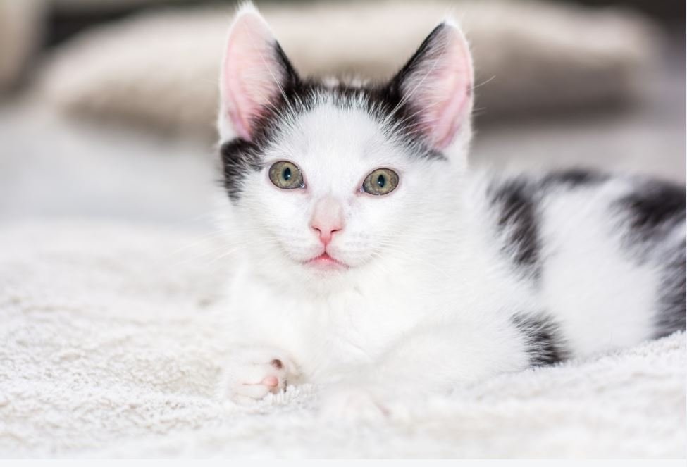 Тематическое фото pxhere.com