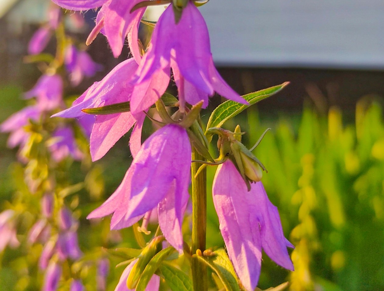 Колокольчики Автора