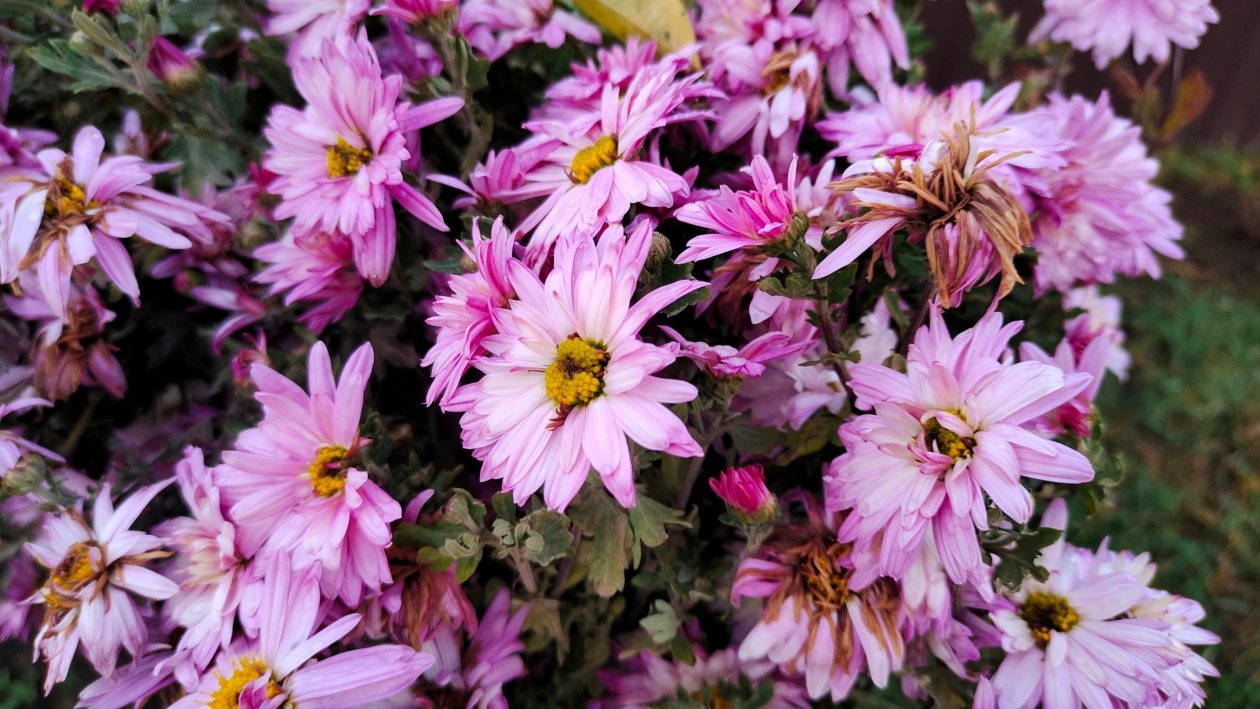 Хризантемы Автора