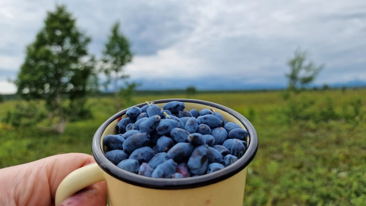 Жимолость Из личного архива Сергея Лебедева