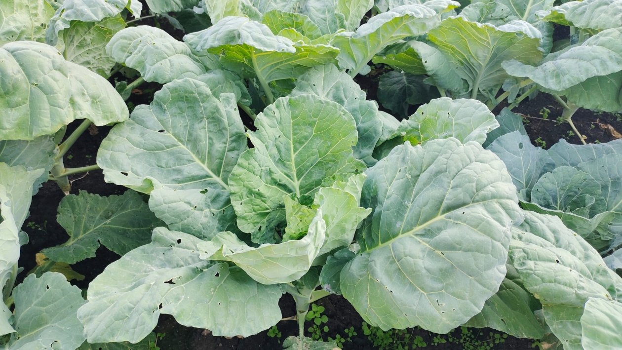 Капуста Автора