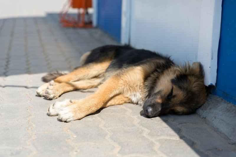 В Темрюке живодер засунул собаку в мешок и избил трубой на глазах у соседей Александра Данилова