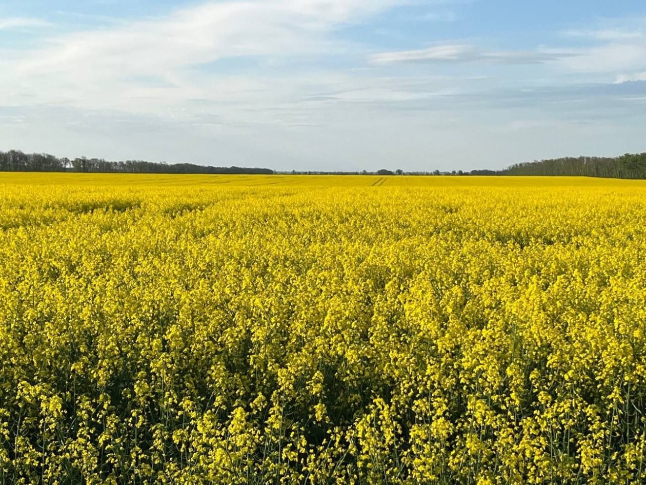 Посевы рапса на Ставрополье оказались заражены бактериозом ИА Stavropol.Media
