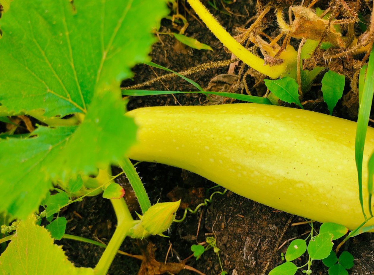 Кабачок Автора