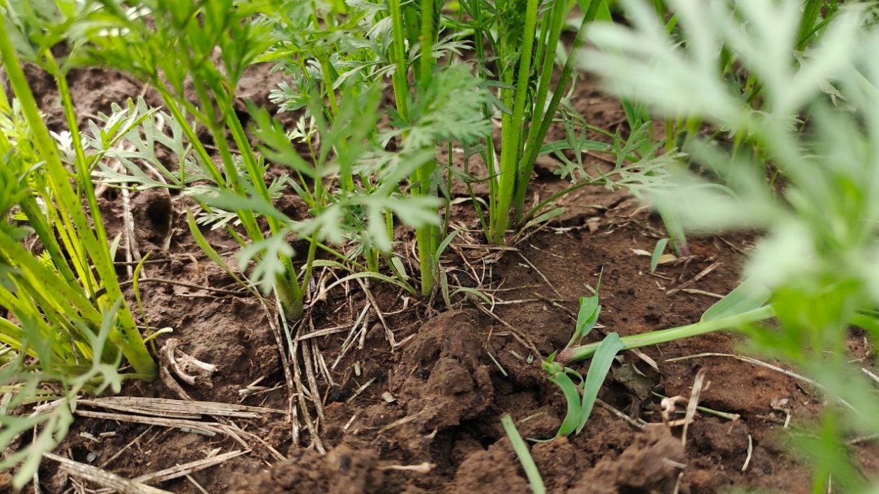 Морковь Автора