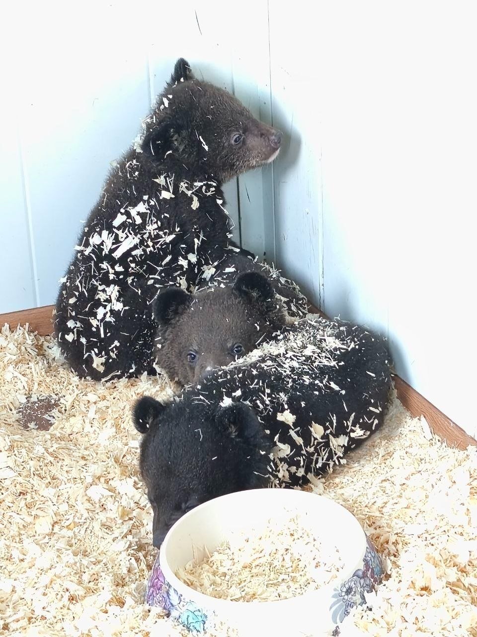 В Центре &quotТигр&quot Приморья подросла медвежья семья Пресс-служба Центра &quotТигр&quot