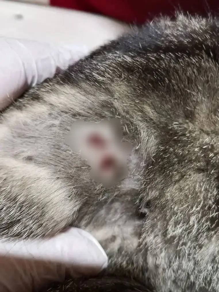 Ветеринары прооперировали кошку с пулевыми ранениями в Бодайбо пресс-служба Ассоциации ветеринарии Приангарья