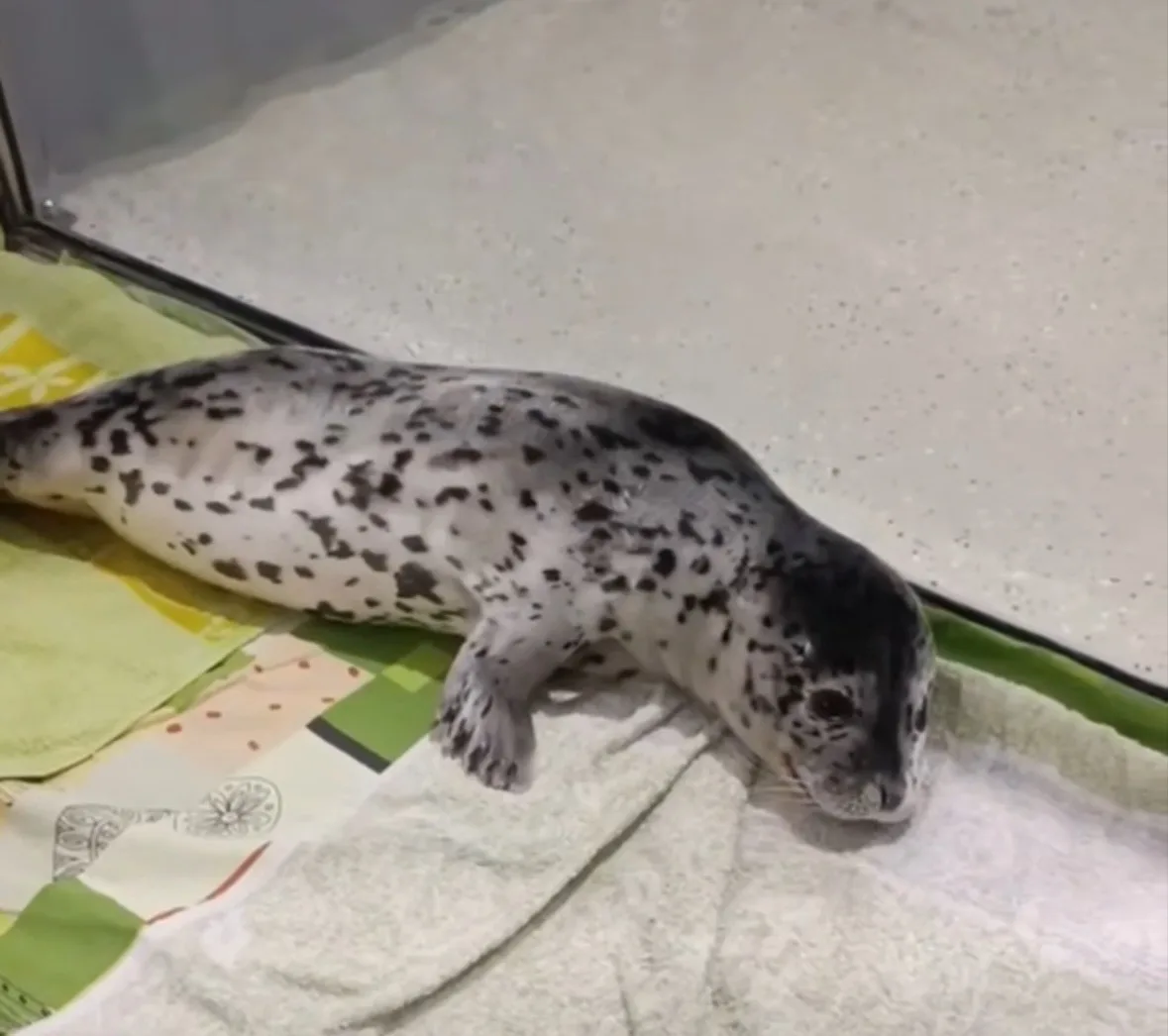 тюленёнок из Приморья отправился tg-канал (18+) svodka25