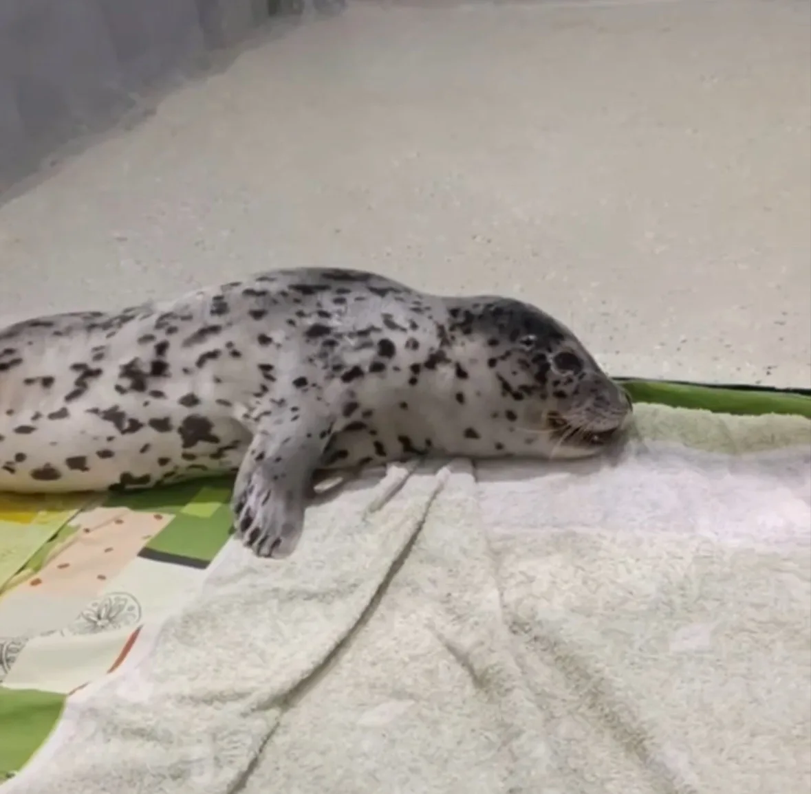 tg-канал (18+) svodka25