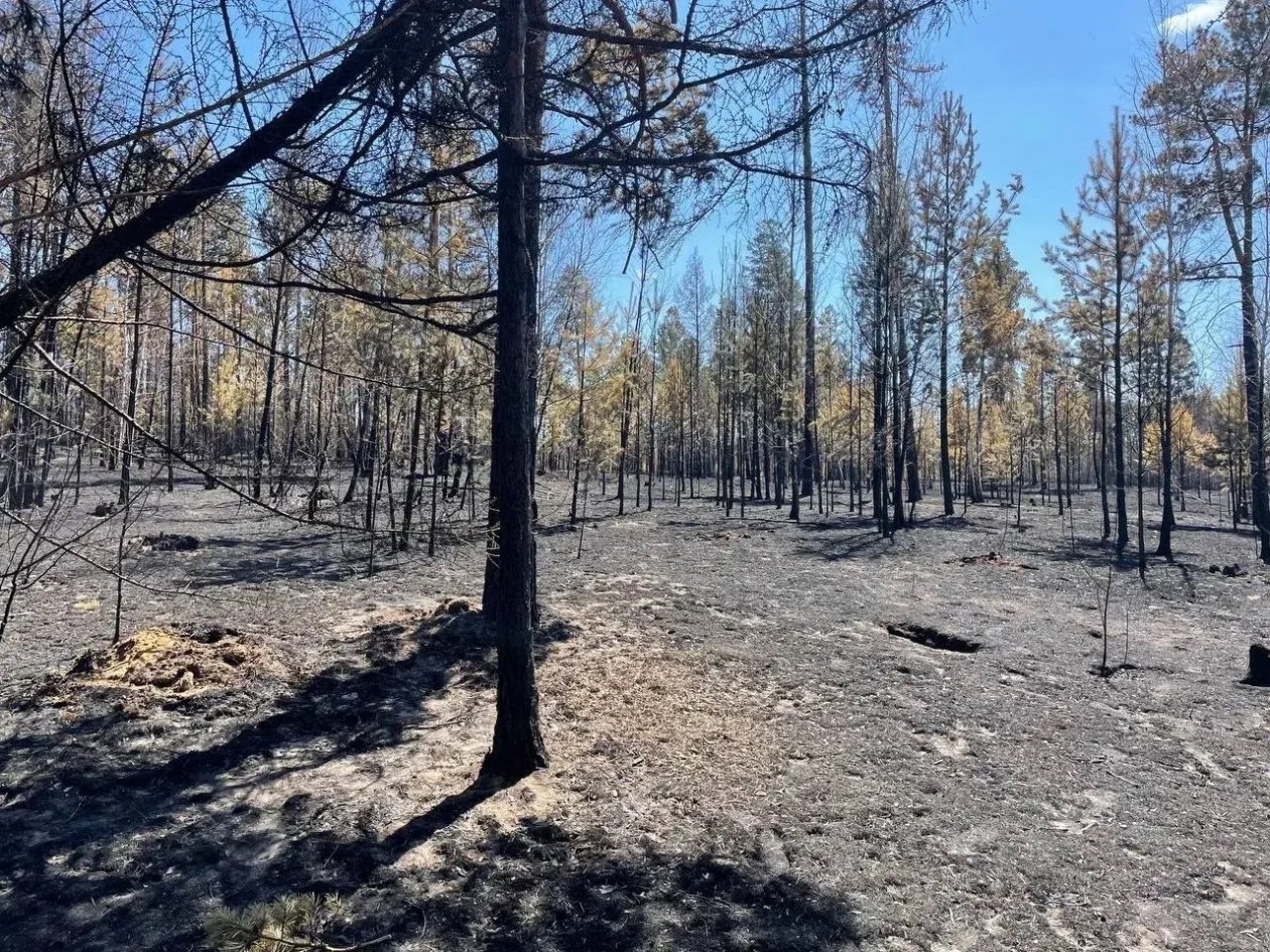 Лес Канал МАХ (6+) ГУ &quotЗабайкалпожспас&quot