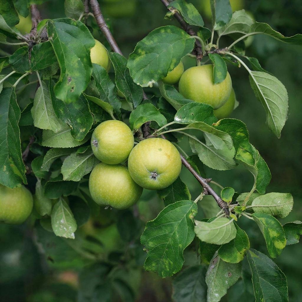 Парша на яблоне ГигаЧат (18+)