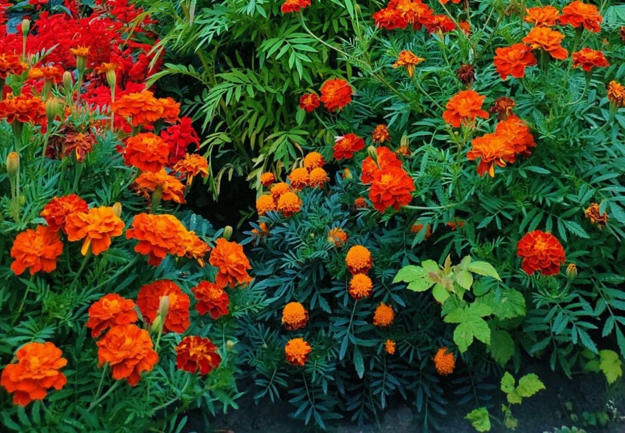 Бархатцы Автора