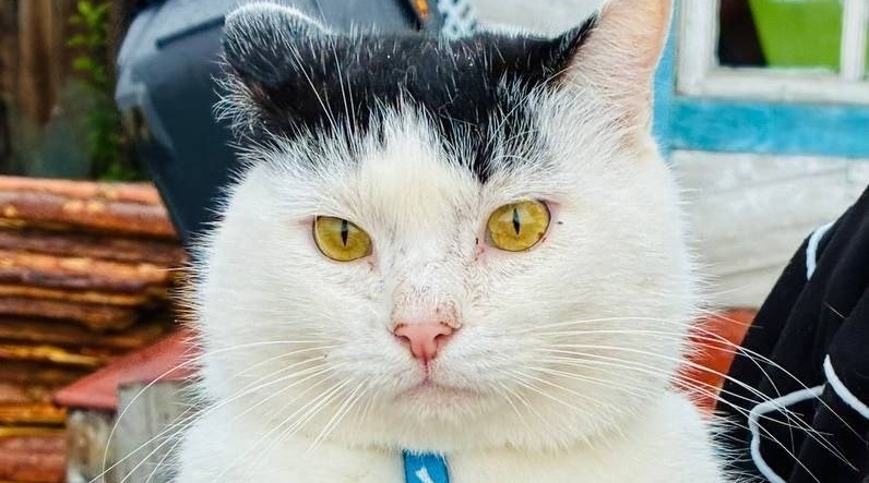 Кот Марк Телеграм-канал &quotФонд &quotСобака Счастья&quot (18+)