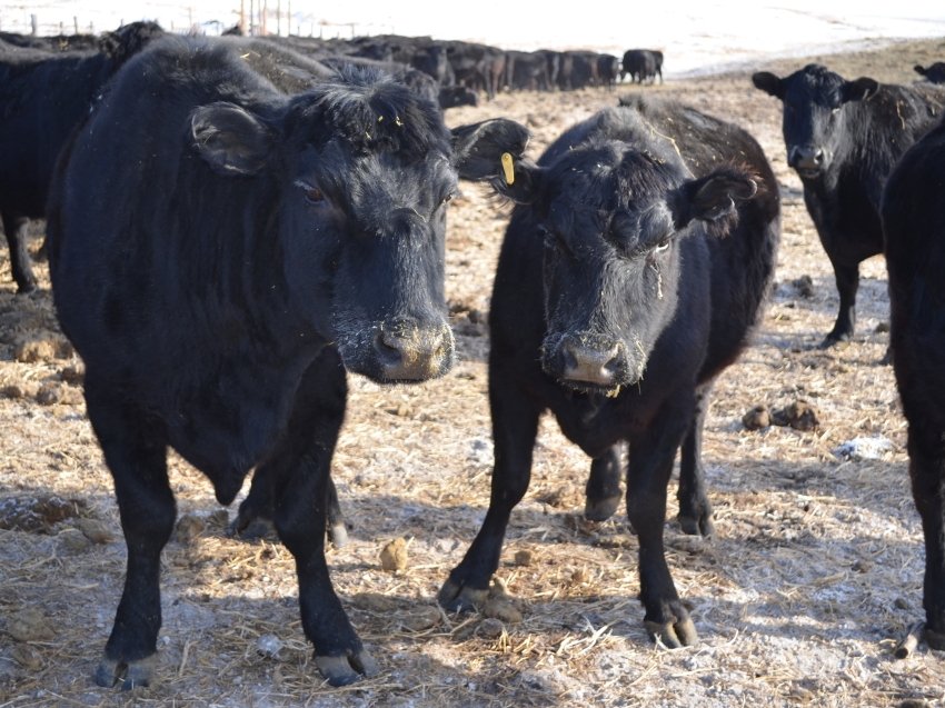Крупно рогатый скот Правительство Забайкалья