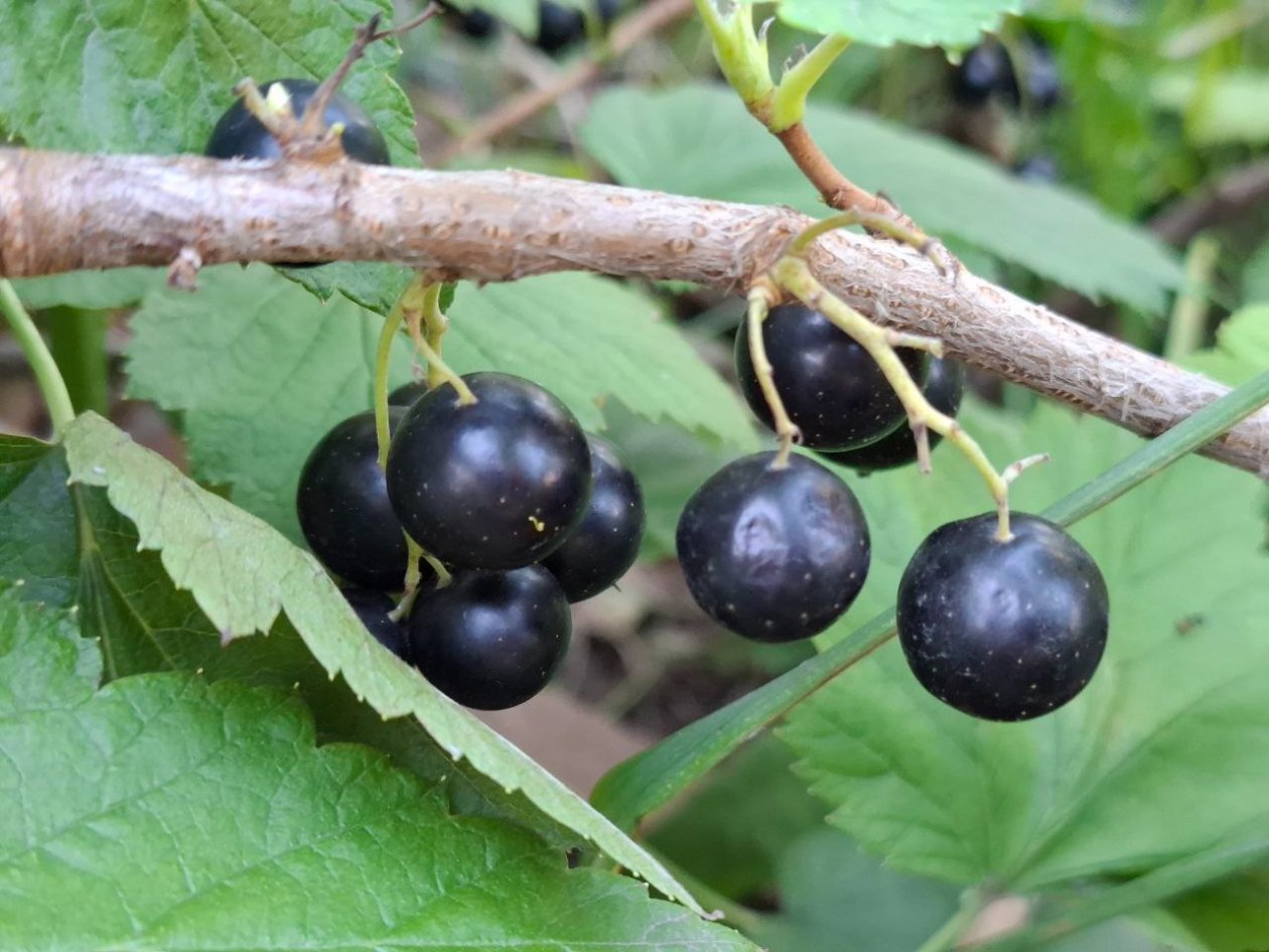 Вовсе не зола: одна подкормка вмиг улучшит урожайность смородины — вместо 1000 удобрений ИА StavropolMedia