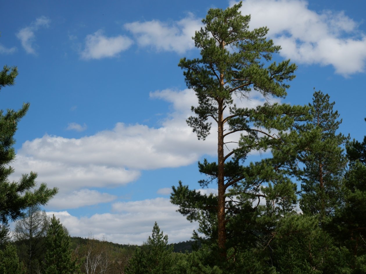Площадь погибших лесов в Бурятии превысила 41 тыс. га Центр защиты леса Республики Бурятия