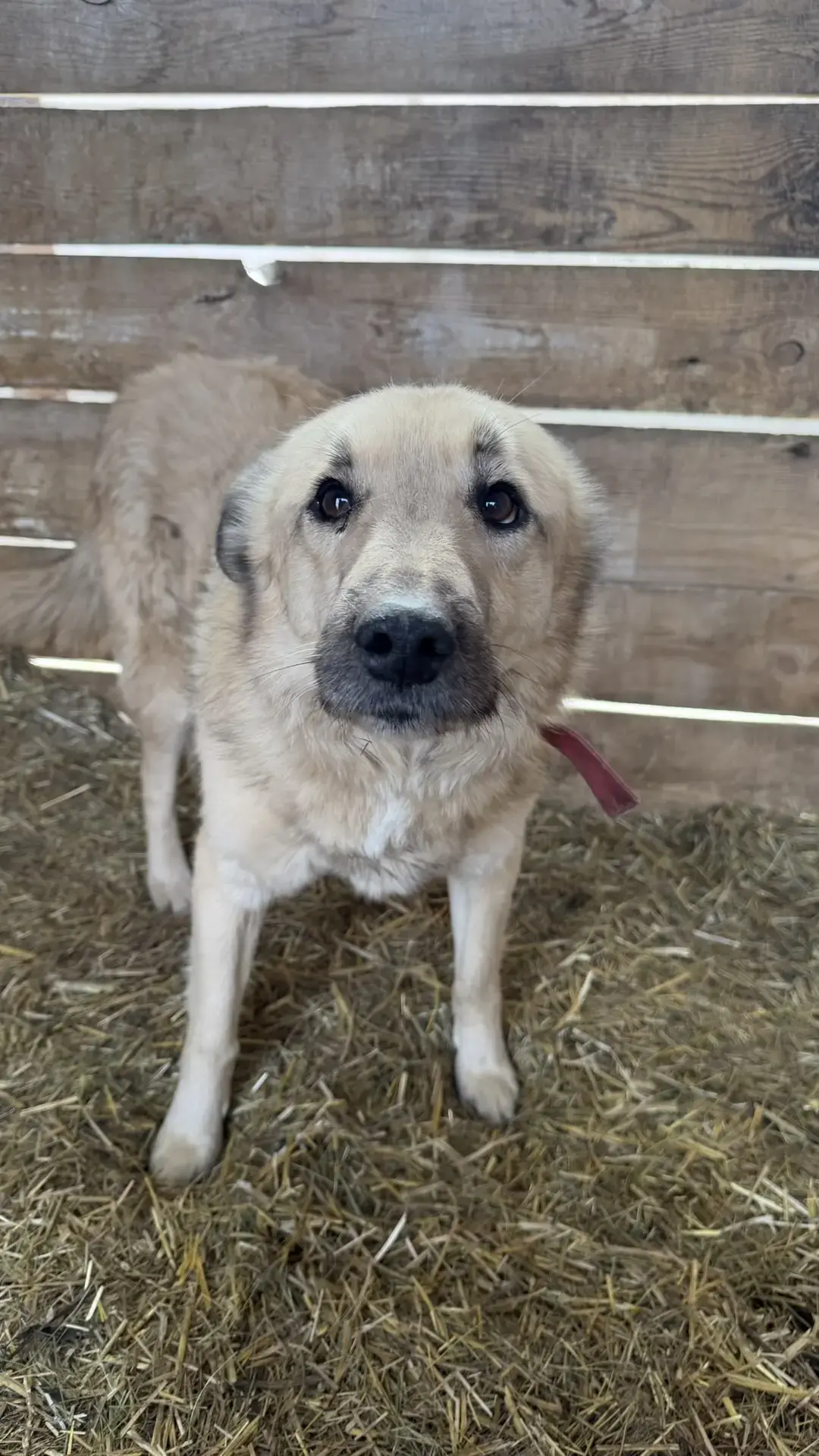Ангарчанин выстрелил в собаку из пневматического ружья — дело направлено в суд Пресс-служба ГУ МВД России по Иркутской области