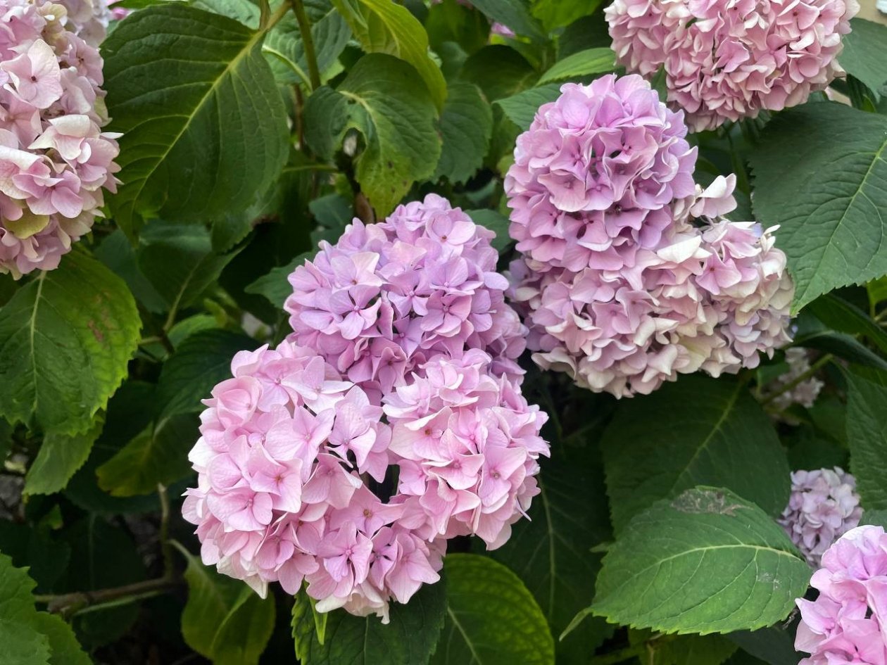 Хитрость бурного цветения гортензии от мудрых садоводов: обрезают в апреле так — осенью пышные бутоны, руками не обхватить ИА Stavropol.Media