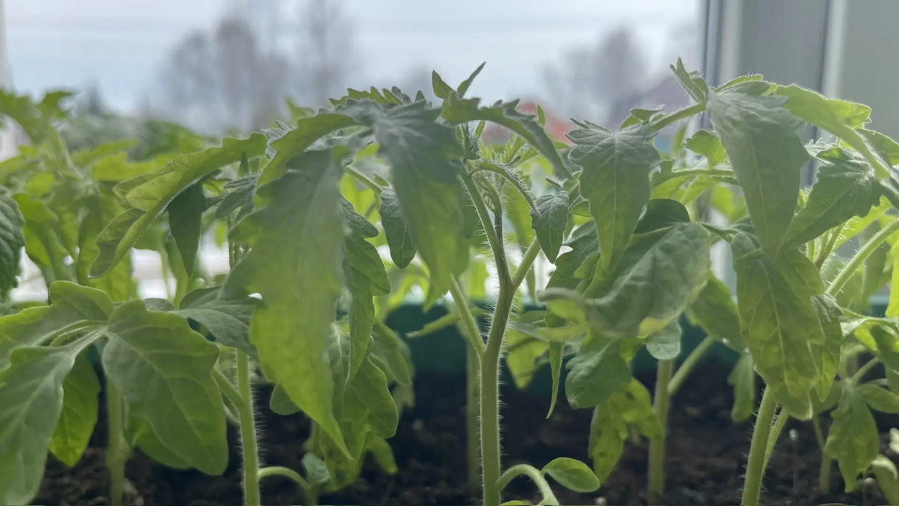 Рассада Автора