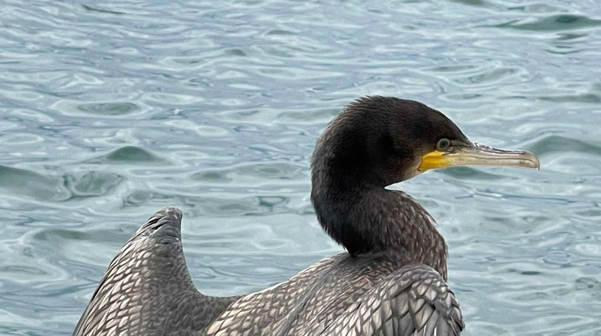 Баклан Юлия Ушакова, ИА IrkutskMedia