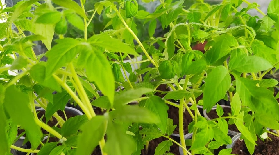 Рассада ИА PriamurMedia