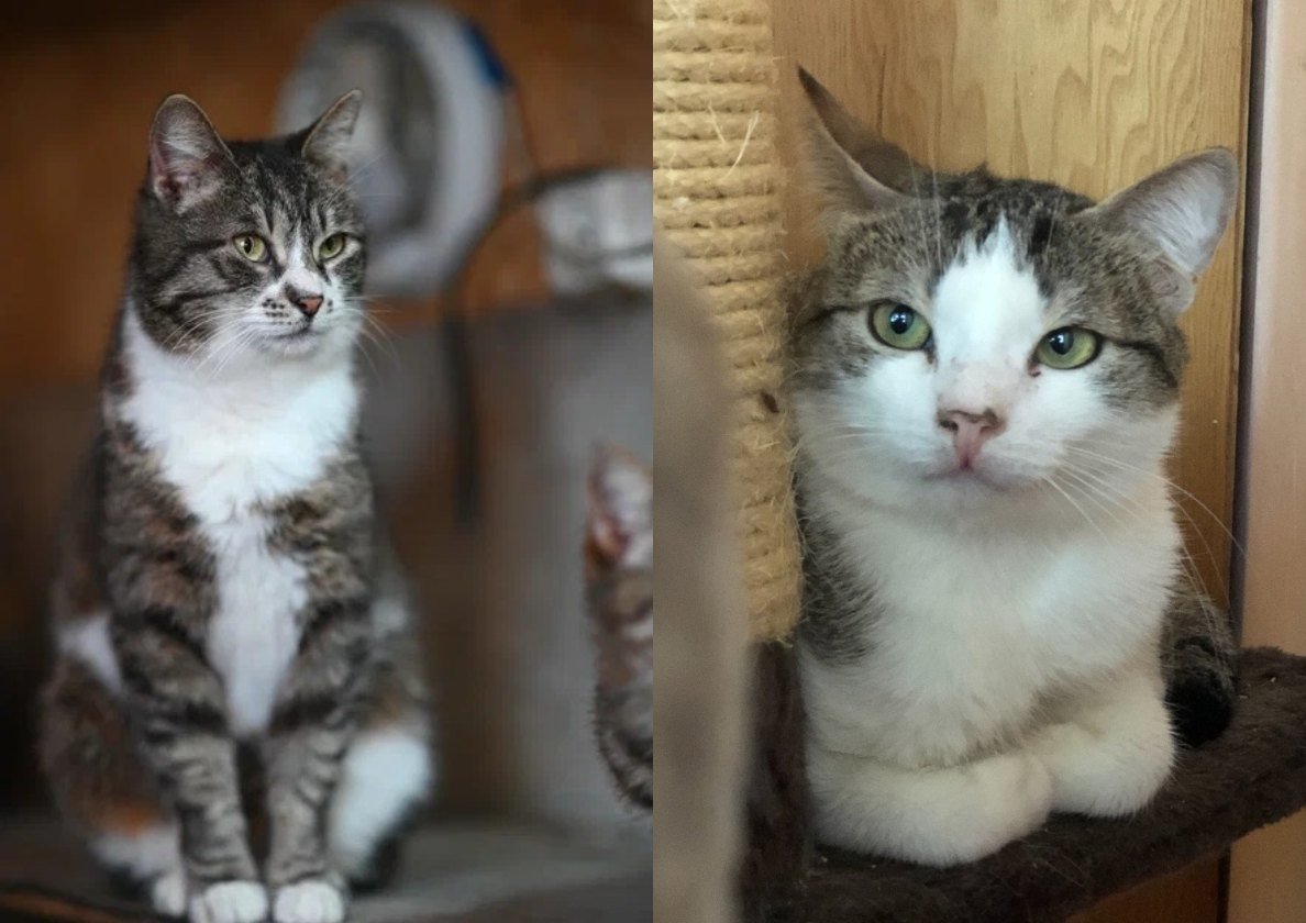 Коллаж из фото Из архива Е. Воиновой