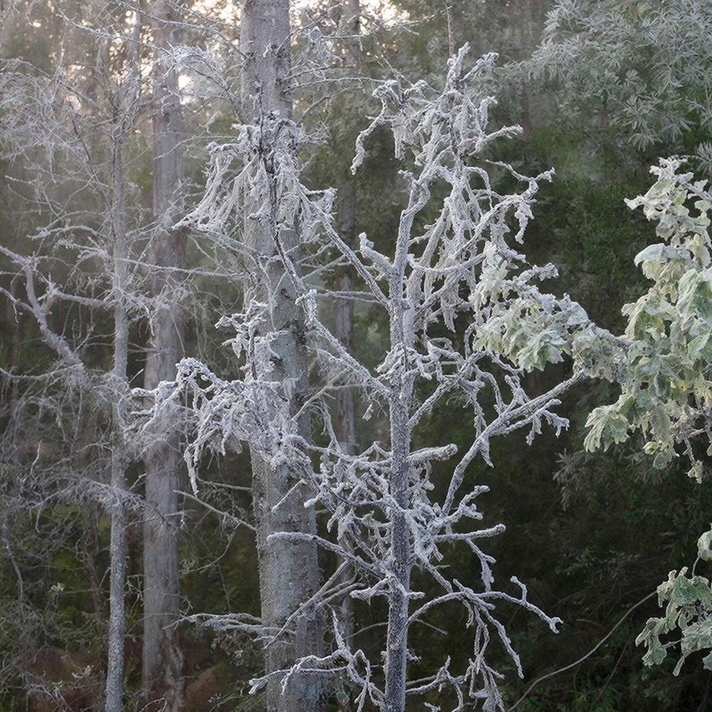 Мучнистая роса Изображение сгенерировано при помощи ИИ