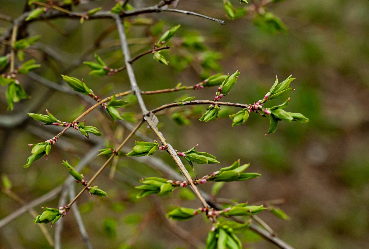 Дачники кидают деньги на ветер: почему удобрения только вредят урожаю Илья Табаченко, ИА PrimaMedia.ru
