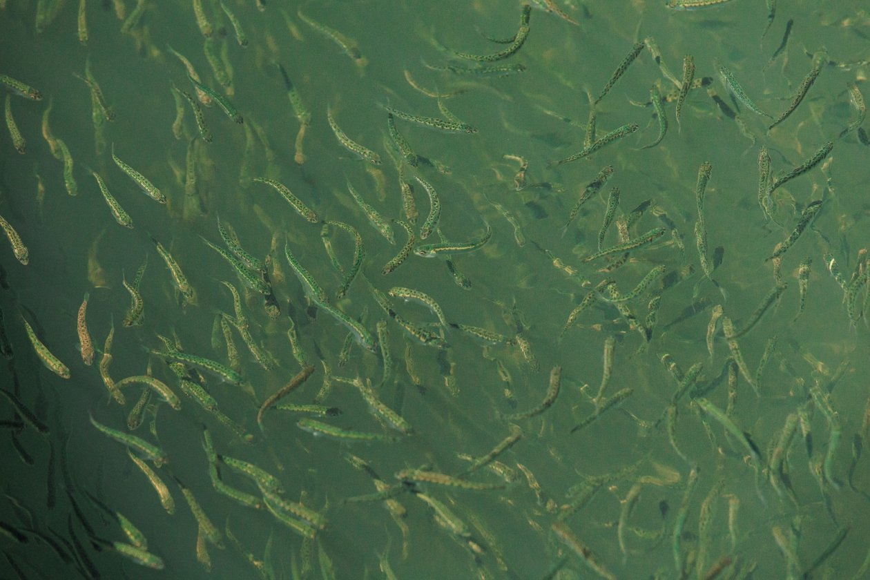 Евгений  Кулешов, ИА PrimaMedia.ru