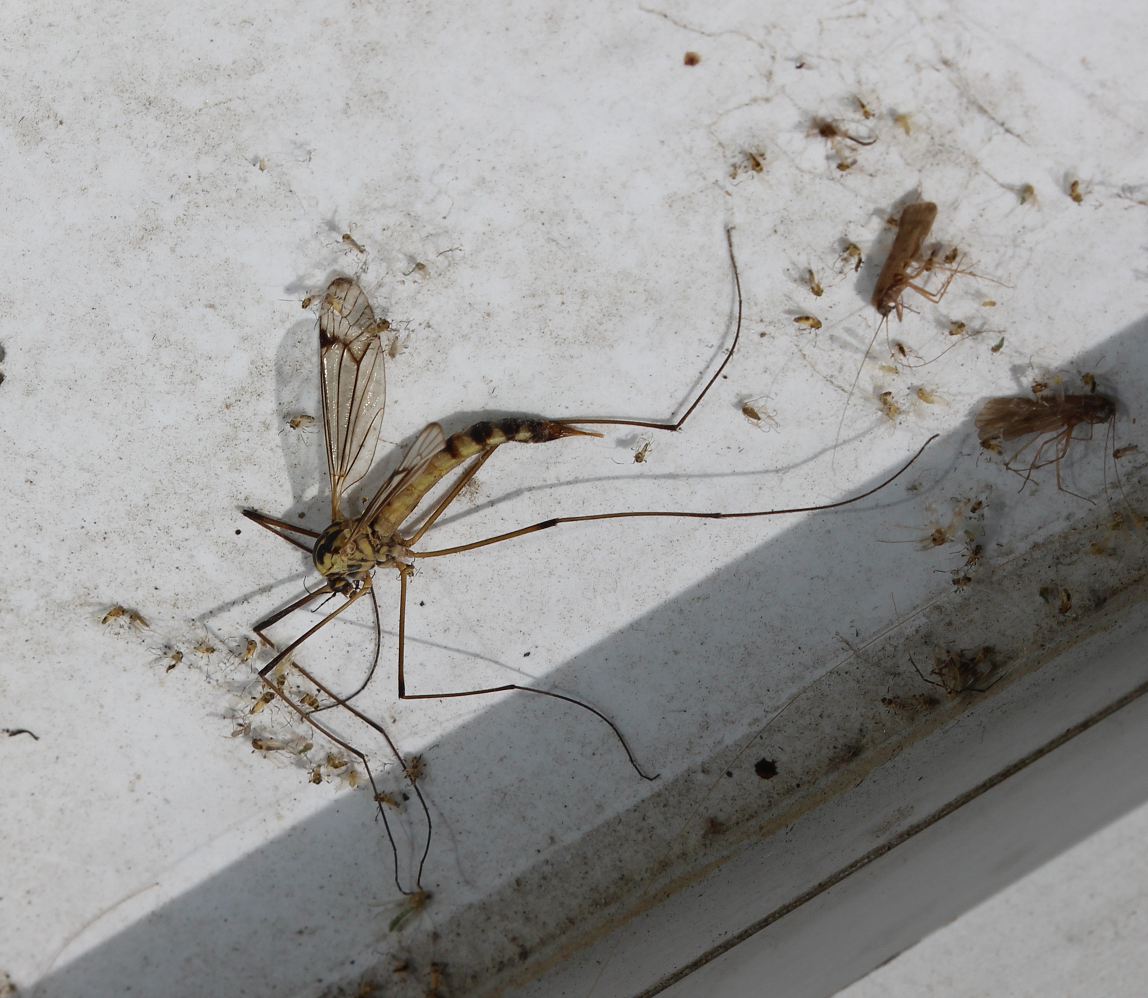 Использую розмарин вместо ядовитой химии - и комары улетают прочь, едва почувствовав запах Евгений Никитенко, корр. ИА AmurMediа