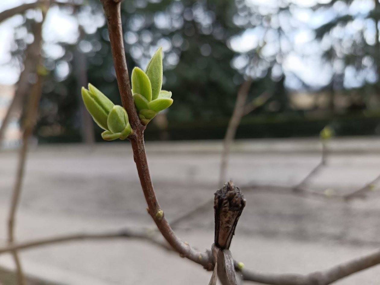 К распусканию почек — обязательно: что сделать до весенней обработки сада — иначе толку — ноль ИА SevastopolMedia