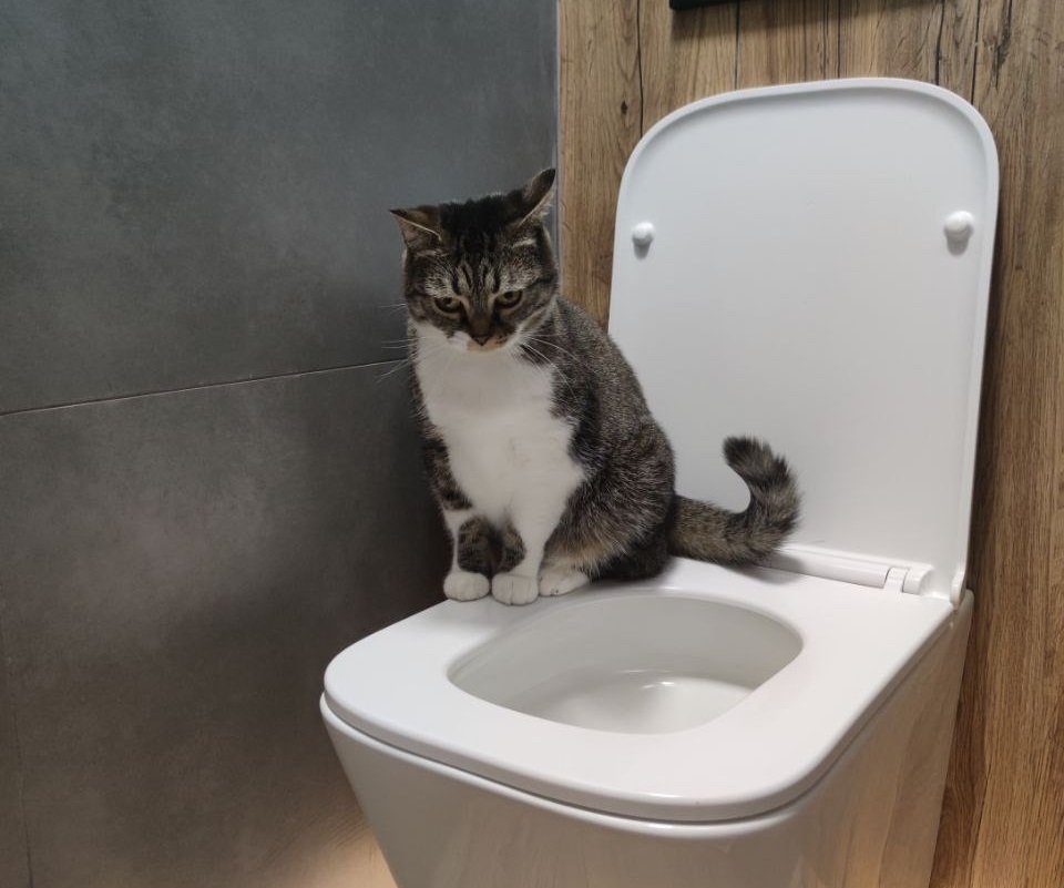 Добавляю пару кубиков льда в миску 2 раза в день - и кот забыл про унитаз и теперь пьет только из своей посуды ИА Stavropol.Media