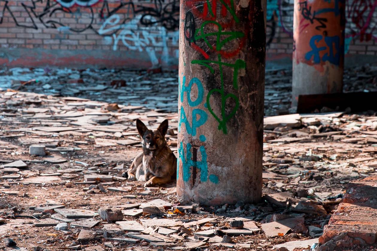 Бездомная собака Илья Аверьянов, ИА PrimaMedia