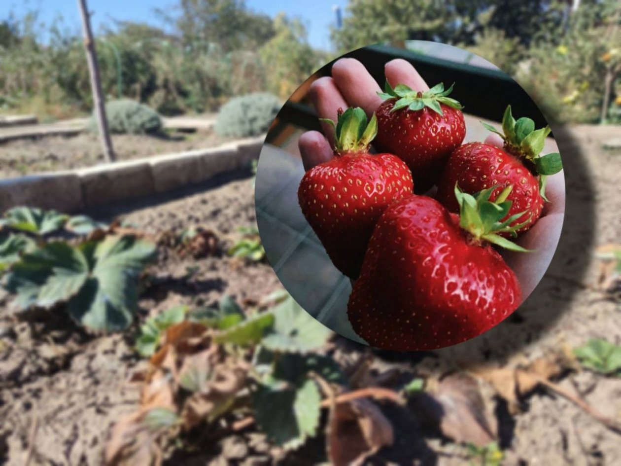 Вылейте 2 стакана в лунку - вырастет клубника-гигант: ягоды размером с яблоко ИА Stavropol.Media