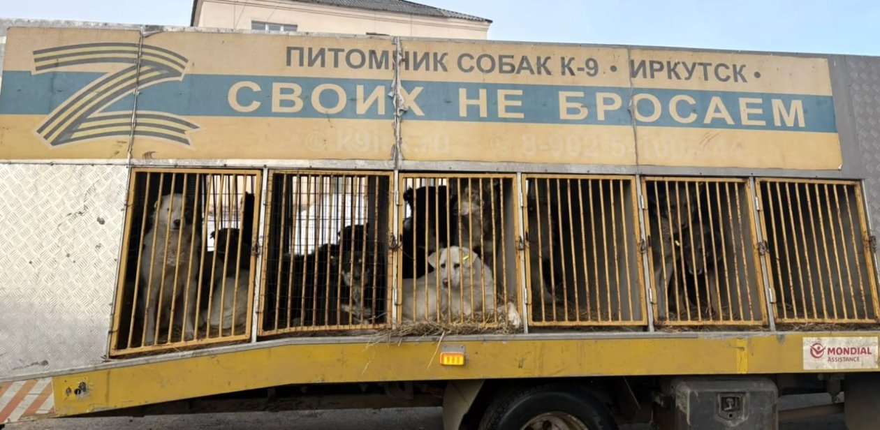 В 2,5 млн обходится содержание 80 бездомных псов в Чунском округе тг-канал (18+) главы округа