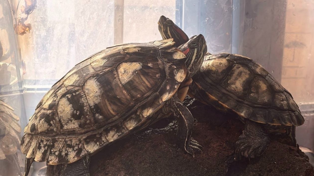 Черепахи тг-канал зоопарка (18+)