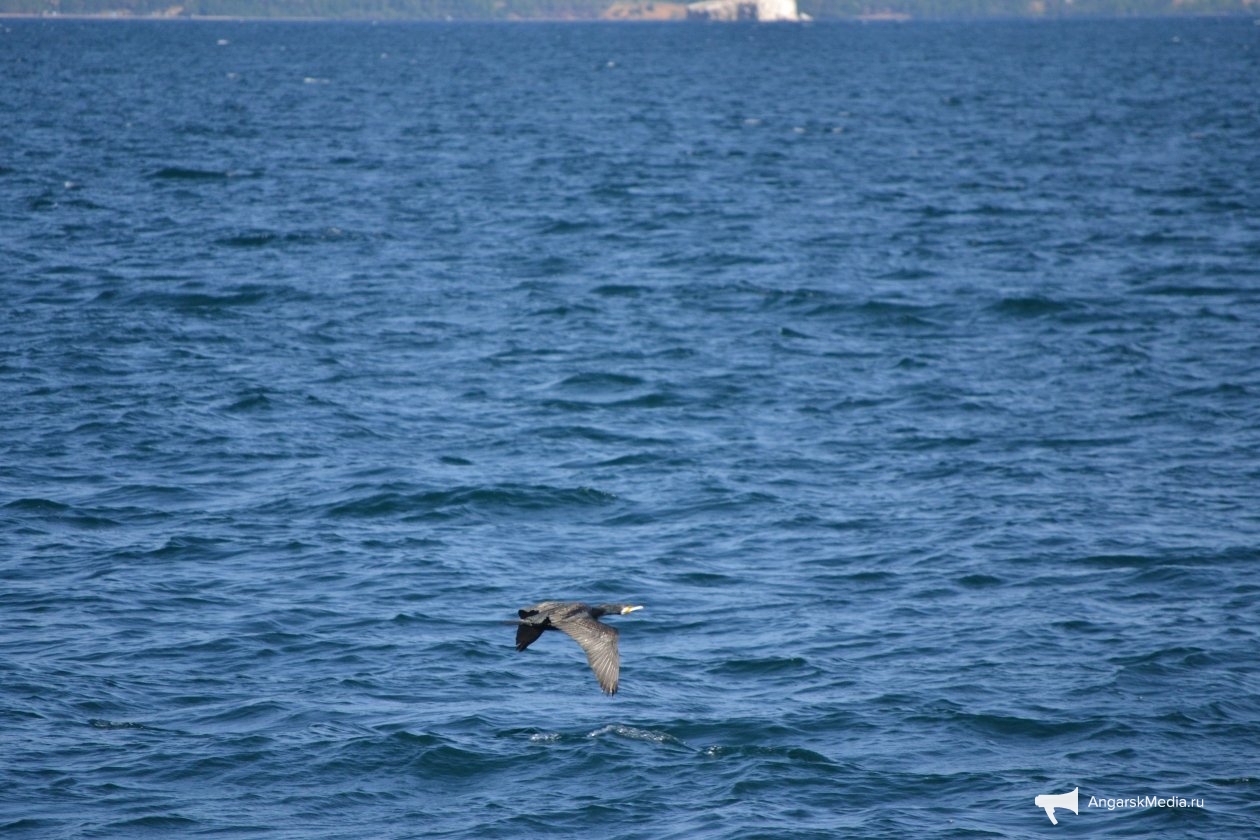 Баклан Анастасия Вострецова, корр. ИА AngarskMedia