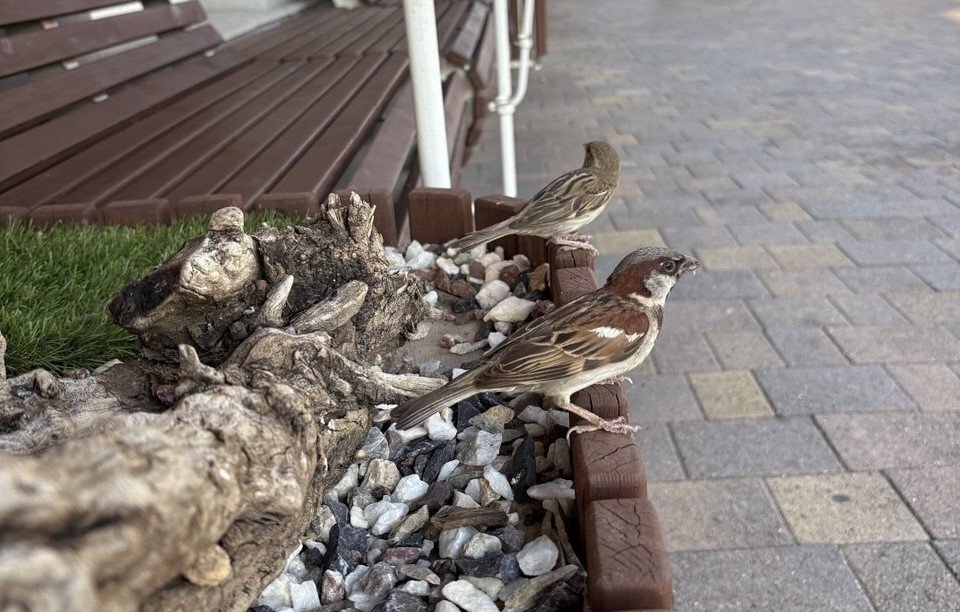 Воробьёв стало на 20% больше в одном из регионов страны ИА Stavropol.Media