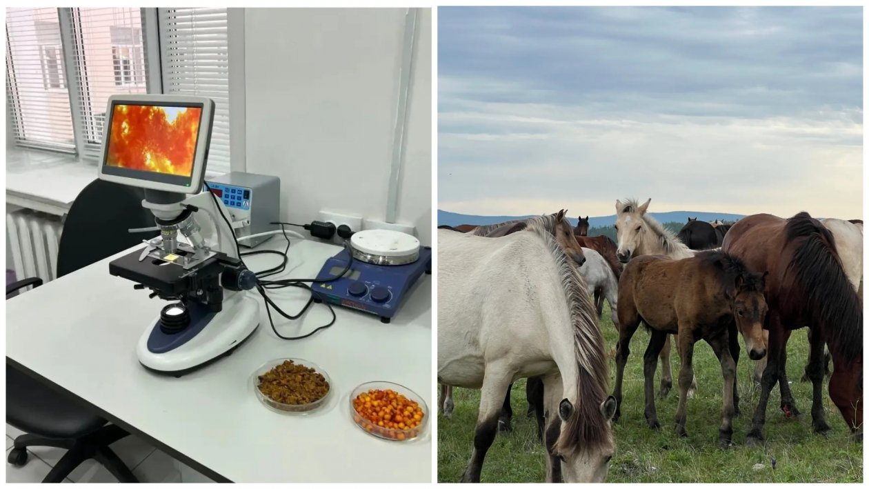 Два хозяйства Бурятии получат научную поддержку по нацпроекту Минсельхоз Бурятии