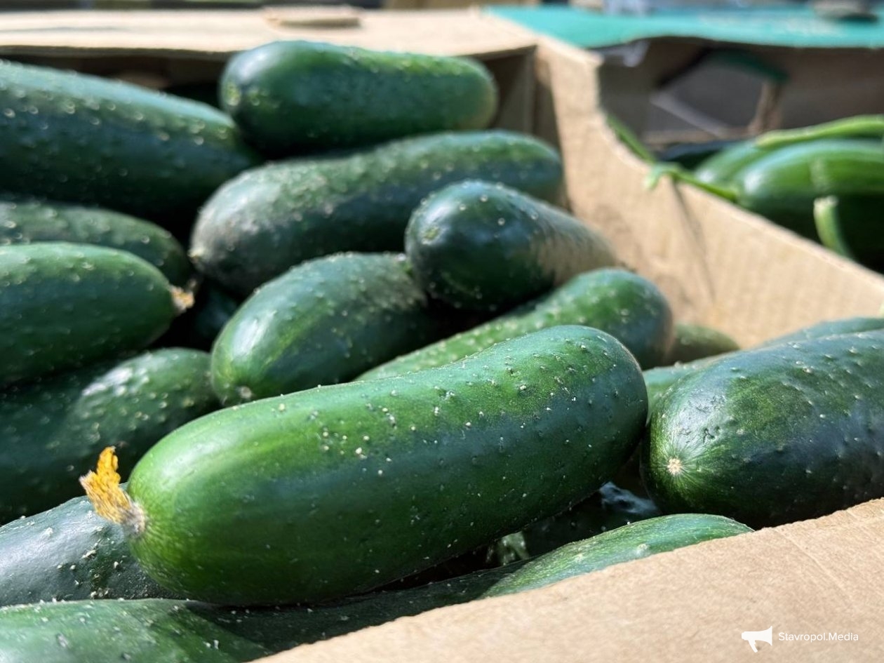 Огурцы резко упали в цене, а помидоры и морковь подорожали на Ставрополье ИА Stavropol.Media