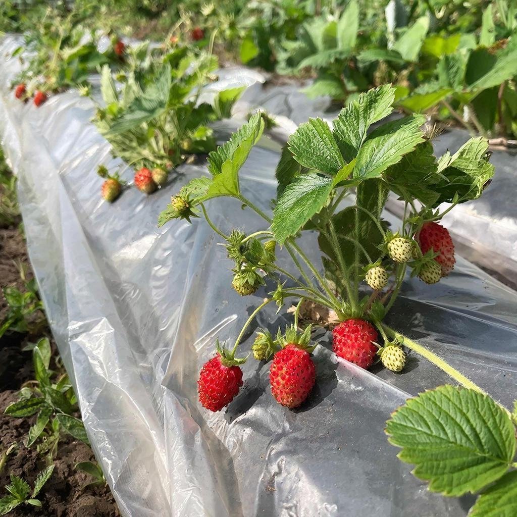 Земляника сгенерировано при помощи ИИ