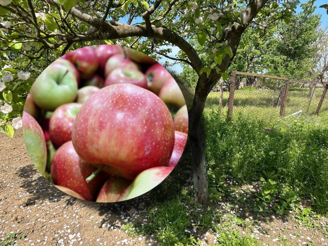 Кормлю яблоню с 06:00 до 08:00 - плоды наливные, без гнили: всего 30 г на кв. метр ИА KrasnodarMedia