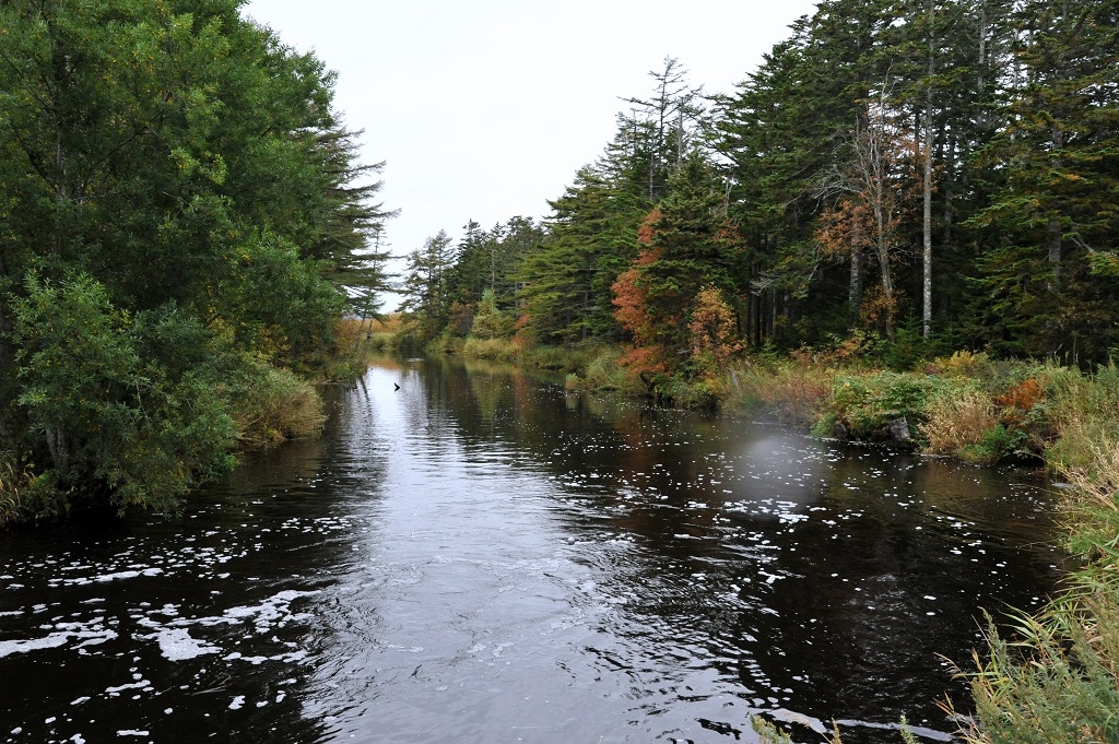 ООО &quotИридий&quot нанесло ущерб водным биоресурсам в Приамурье Юрий Гуршал, ИА SakhalinMedia