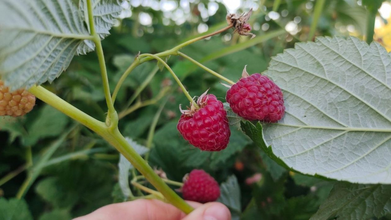 Малина ИА KrasnodarMedia