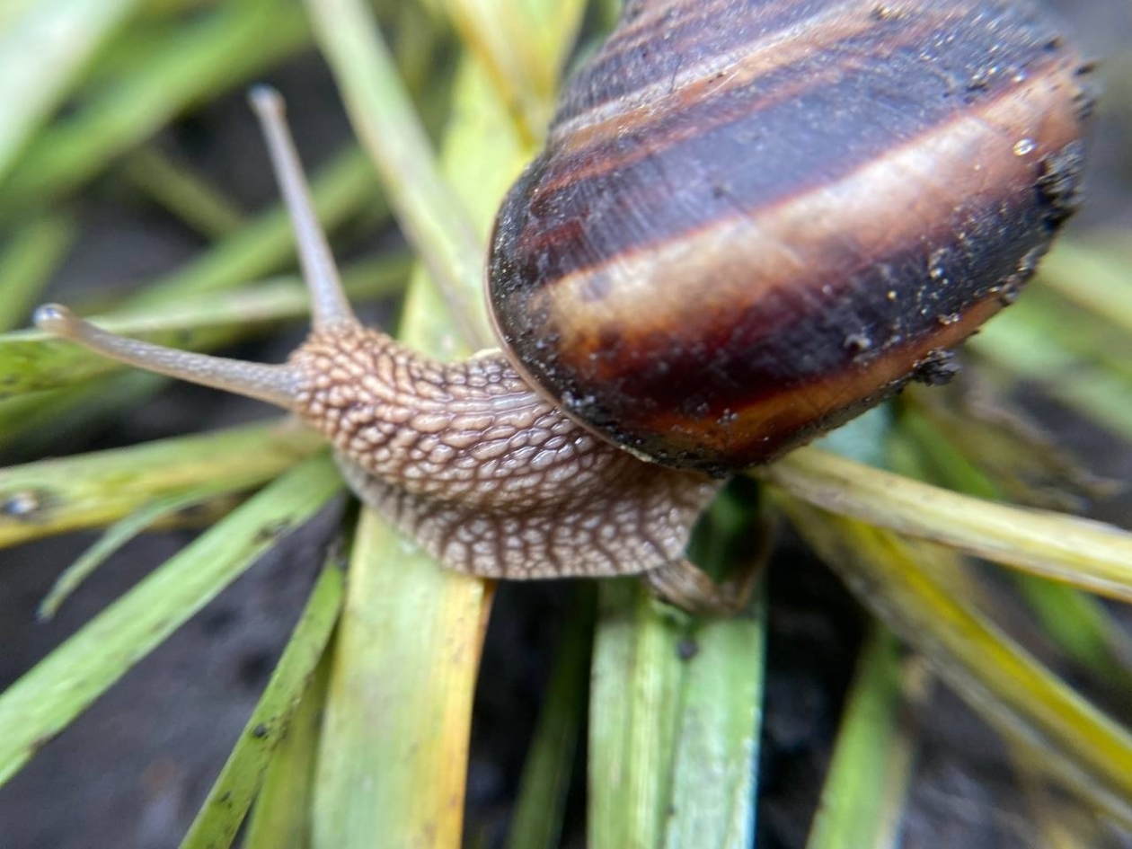 Не скорлупа: знаю средства от слизней, которые реально работают — улиток с лупой не найти ИА Stavropol.Media
