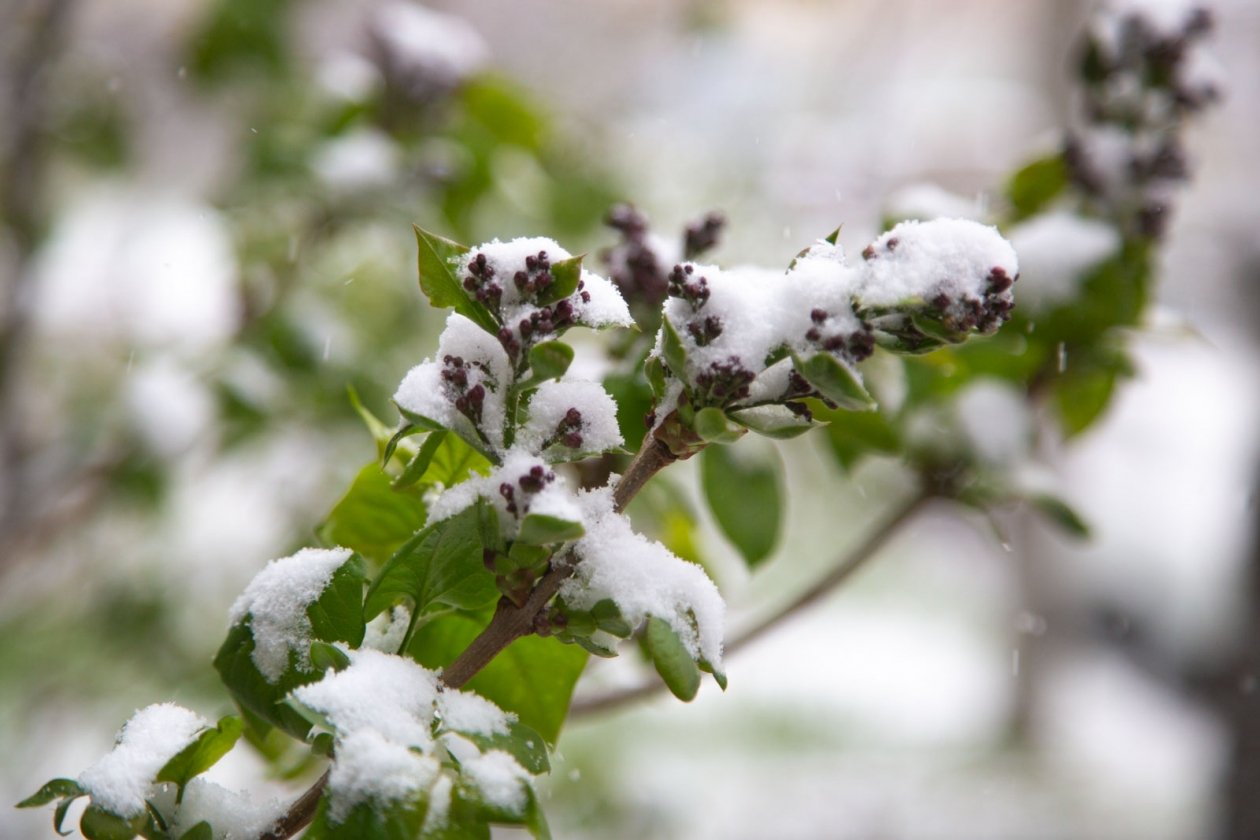 Снег Артём Хорошилов, ИА Stavropol.Media