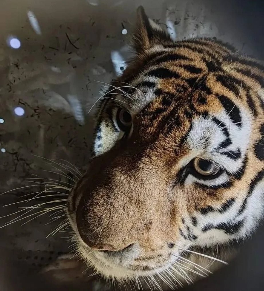 Шесть амурских тигров отловили охотоведы Хабаровского края уже в этом году Управление охотничьего хозяйства правительства Хабаровского края